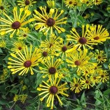RUDBECKIA subtomentosa 'Little