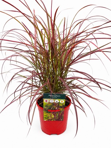 Grass perennial pennisetum - perennial,