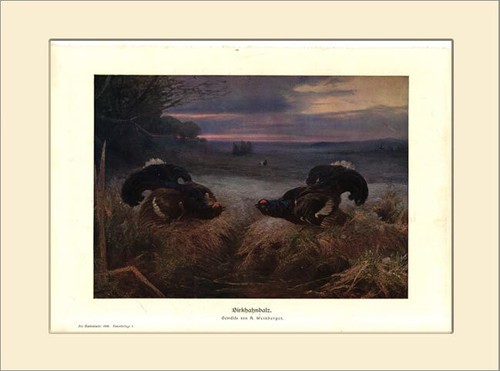 Birch grouse courtship battle