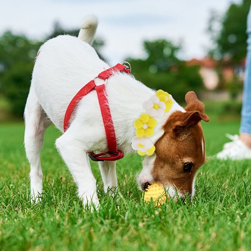 Pom dog collar - pom,