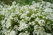 ALYSSUM - CARPET OF SNOW - 200
