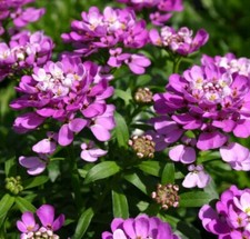 Iberis Plug Plants Evergreen