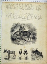 Original Old Antique Print American Elk Horns Fallow Deer Musk Moose Insects