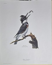RAY HARM BELTED KINGFISHER-60