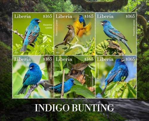 Indigo bunting birds mnh - bunting,