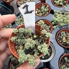 Rare Sedum dasyphyllum lilac