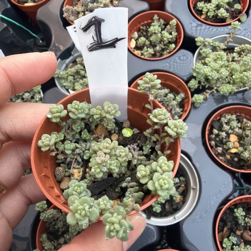 Rare sedum dasyphyllum lilac - rare,