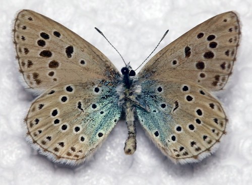 Large blue phengaris - blue, (phengaris