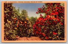 California Socal Orange