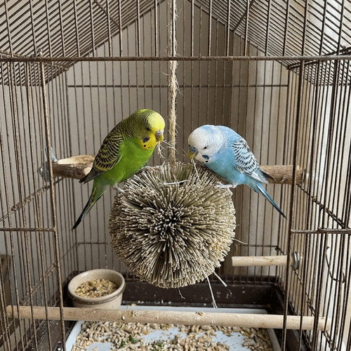Natural grass bird - natural,
