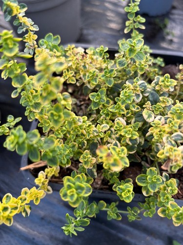 Thyme collection 6 - x,
