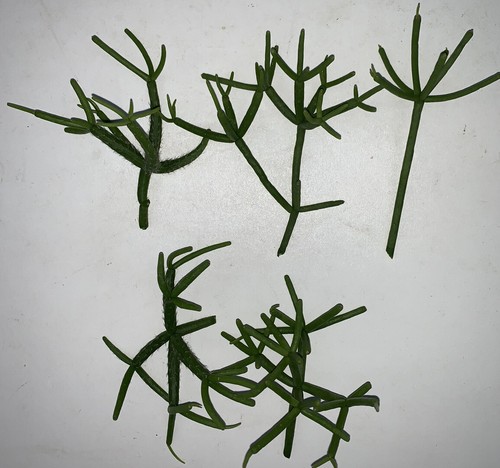 Inch rhipsalis heteroclad - inch,