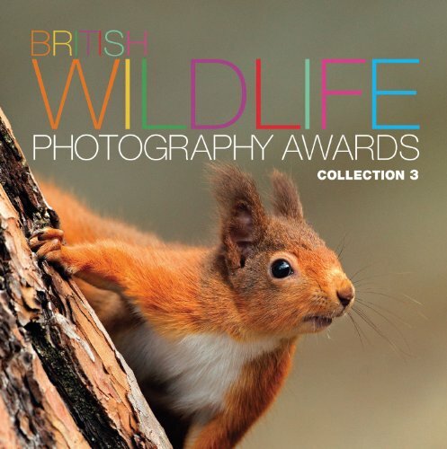 British wildlife photography - wildlife,