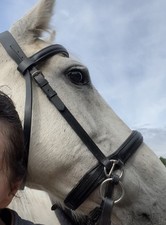 Waldhausen Star Bitless Bridle Full