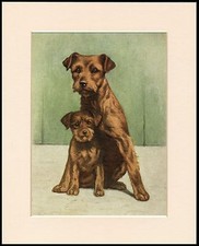 BORDER TERRIER MOTHER AND