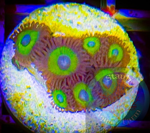 Saf blue eyed zoanthid - eyed,