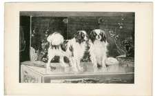 JAPANESE CHIN RARE 1894