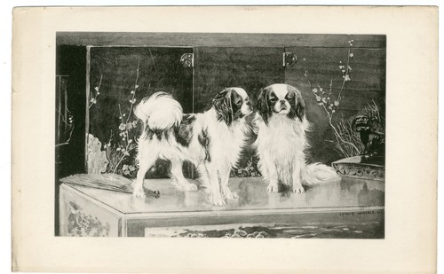 Japanese chin rare 1894 - rare,