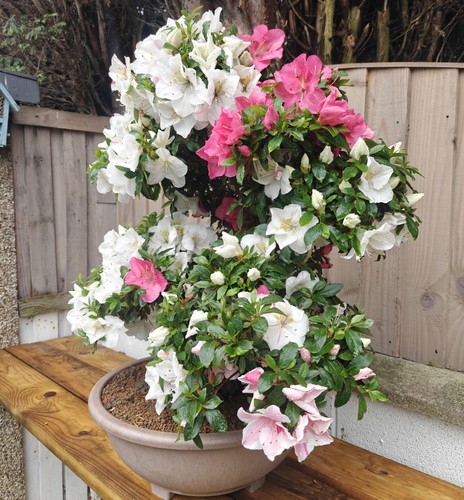Bonsai tree satsuki - tree,