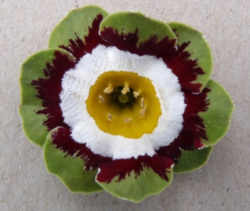 Primula auricula rajah - primula,