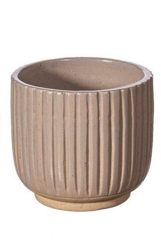 Plant pots cactus succulent - plant,