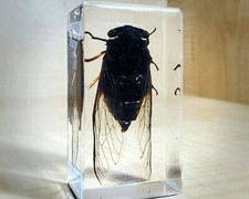 Real Cicada in Resin, Insect