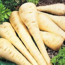 Parsnip 'Gladiator' Garden