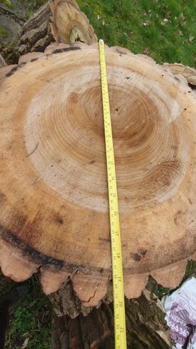 Very large poplar - poplar, tree
