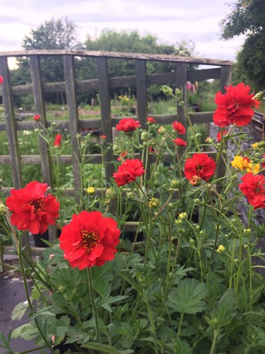 Yes three geum chiloense - yes,