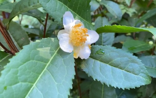 Camellia sinensis russian - sinensis,