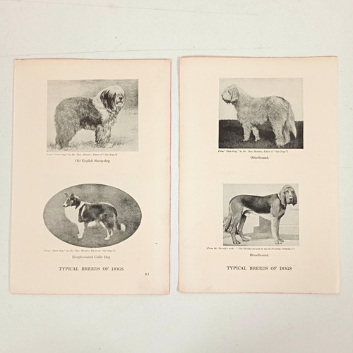 Vintage dog breeds prints - 2,