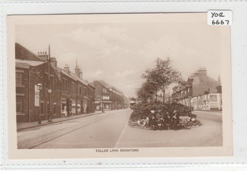 Bradford yorkshire toller - bradford,