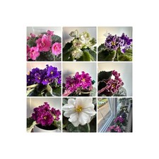 African Violet 10 Varieties