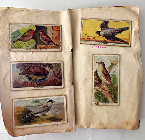 Vintage birds fish scrapbook - vintage, &