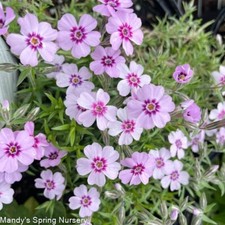 3 x Alpine Phlox Plant Rockery