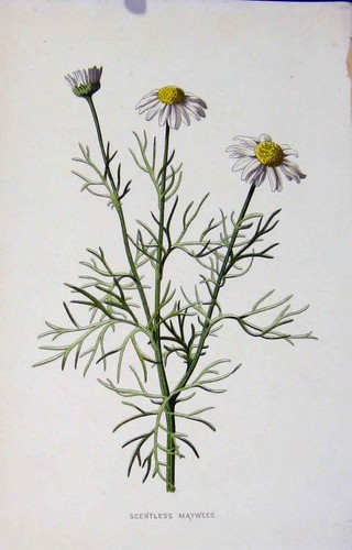 Old antique print scentless - print,