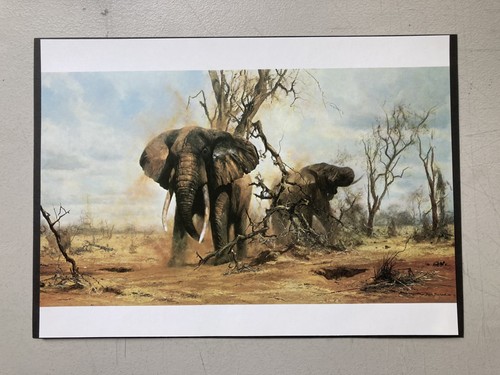 African elephant wildlife - elephant,