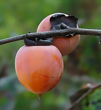 2 Persimmon Trees  12-24" Tall