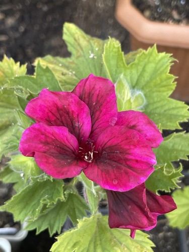 Regal pelargonium flower - regal,
