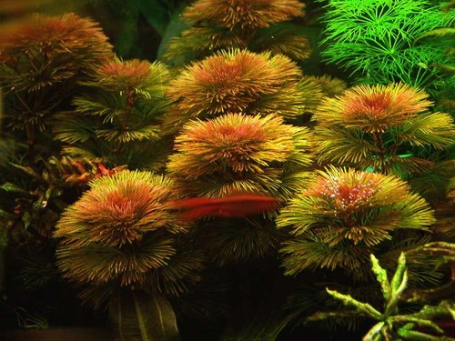 Cabomba piauhyensis - ,