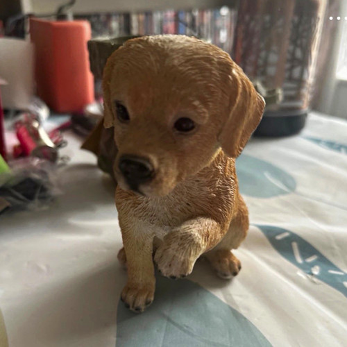 Labrador retriever dog puppy - labrador,