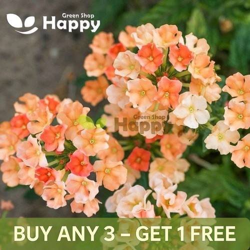 Verbena apricot dwarf 110 - verbena,