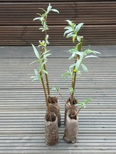 Willow Plants X4 Hedging