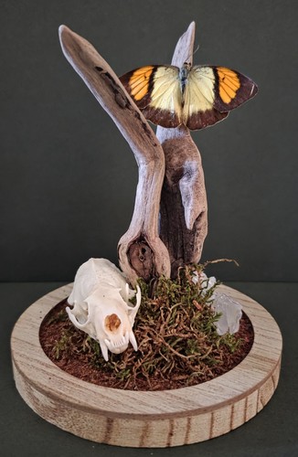 Butterfly dome mink skull - mink,