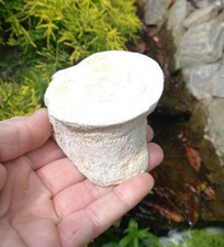 Fossil plesiosaur vertebrae - plesiosaur,