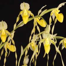 Paphiopedilum philippinense f