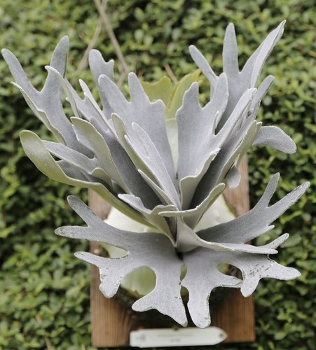 Platycerium willinckii unicorn - platycerium,