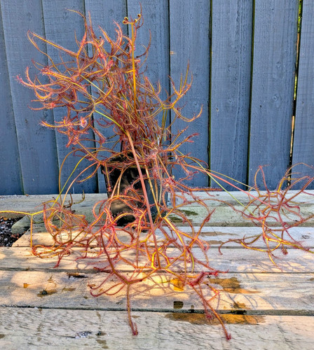 Drosera binata var multifida