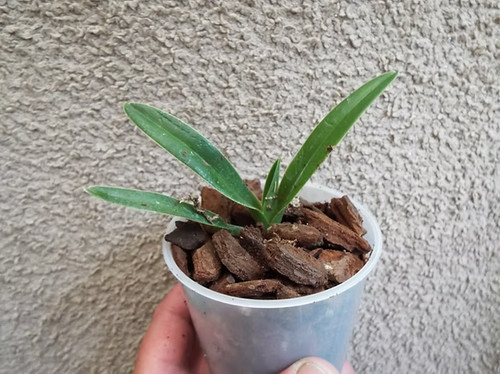 Rare paphiopedilum - rare,