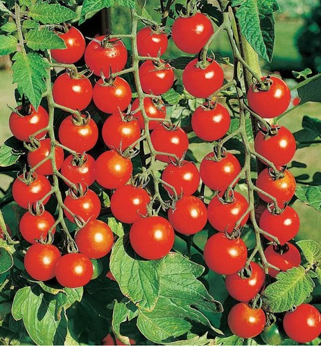 Tomato cherry - 40, x